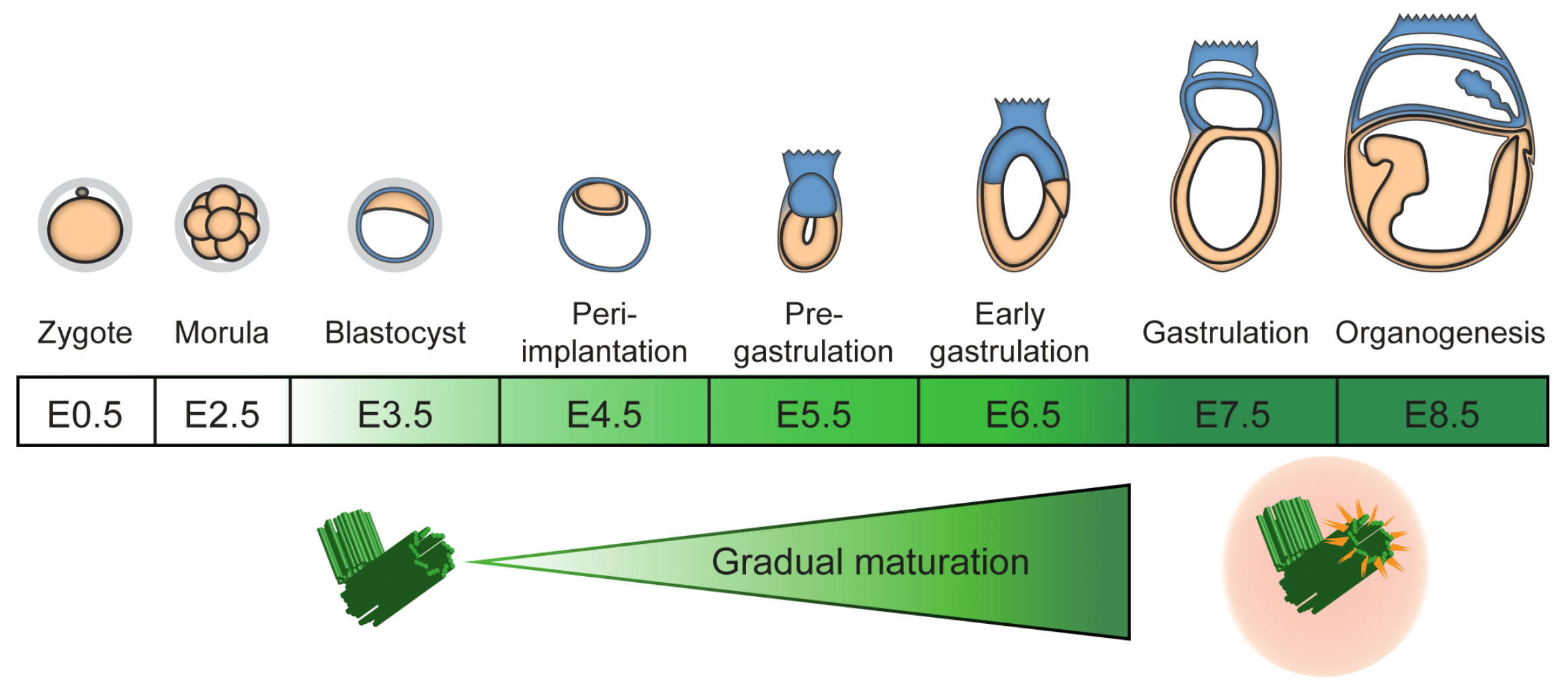 Gradual Centriole Maturation